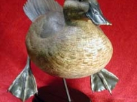 Ruddy Duck Hen