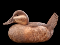 Ruddy Duck Hen - For Sale - Contact Allen Lopez